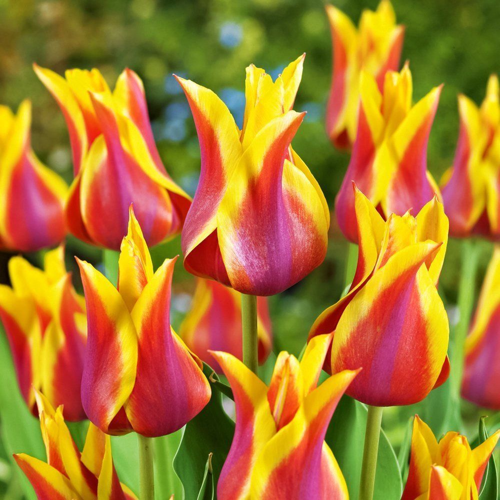 Тюльпан лилиецветный Соннет