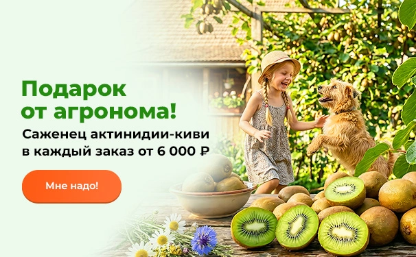 Подарок от агронома! Саженец актинидии (киви) в каждый заказ от 6000 рублей