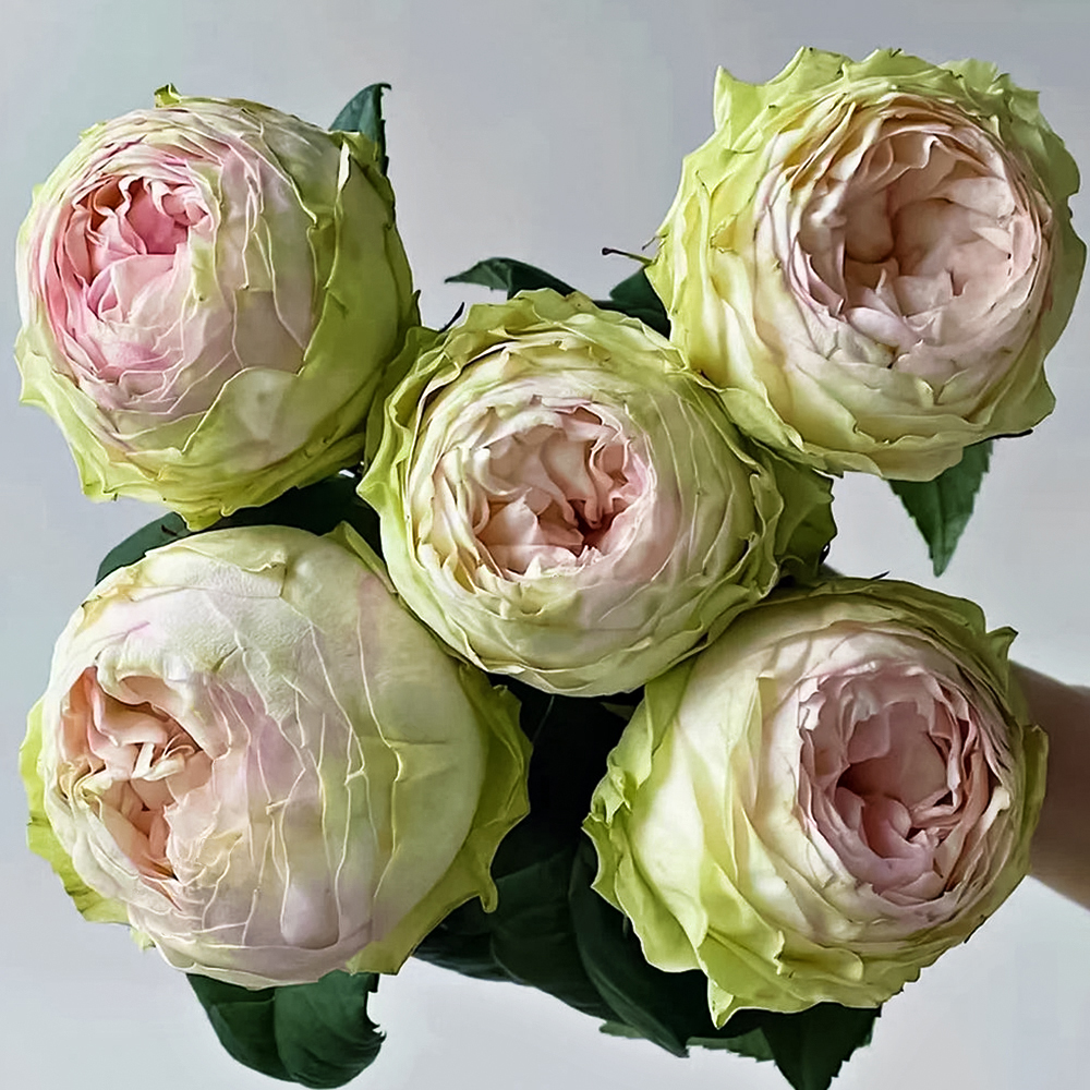 Роза чайно-гибридная премиум Пинки Пай