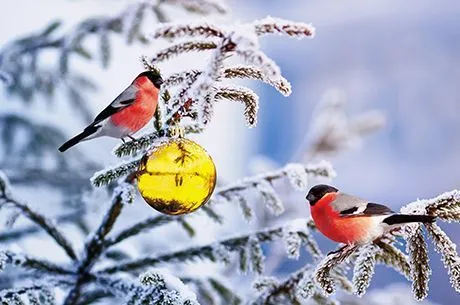 Календарь садовода и огородника на декабрь 2019