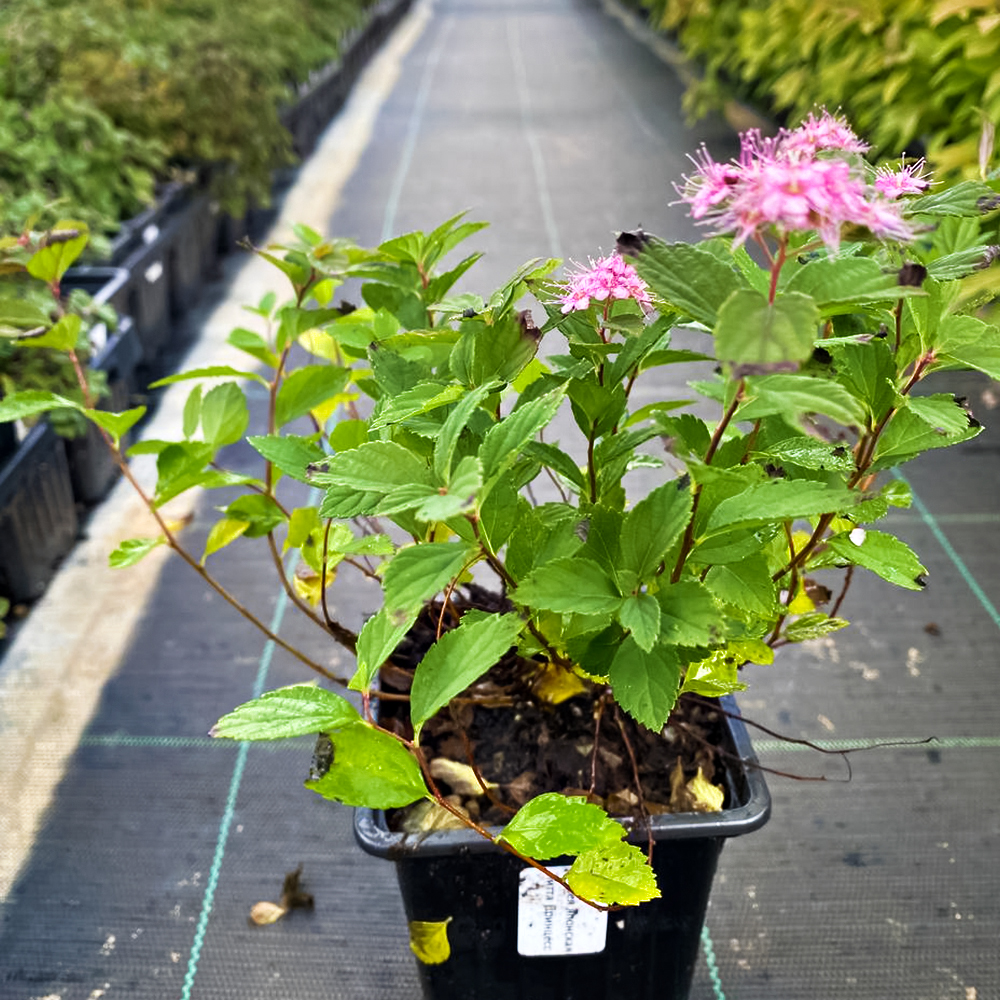 Спирея японская Литтл Принцесс