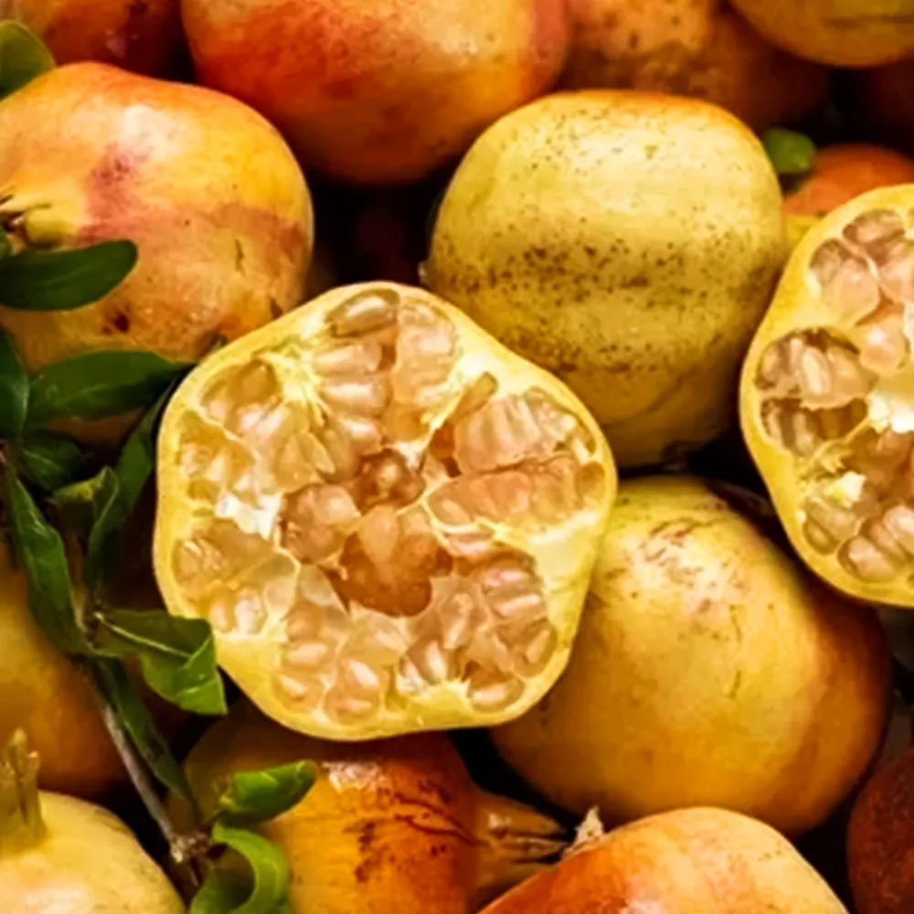 ГранаткомнатныйДентедиКавалло