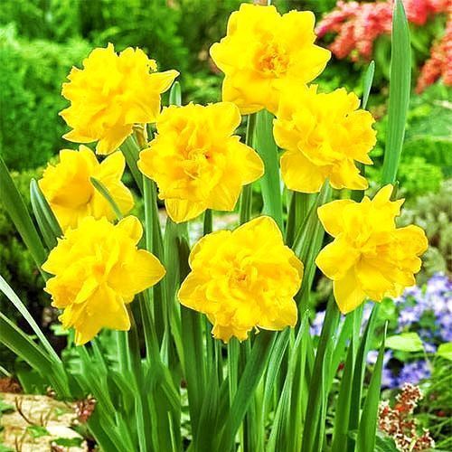 Нарцисс махровый Дабл Голд Медал