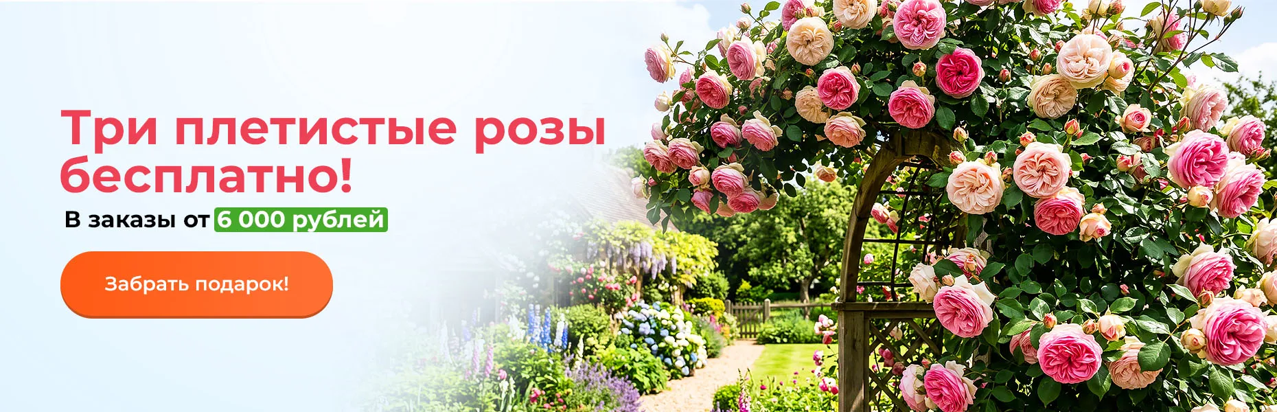 Три плетистые розы бесплатно! В заказы от 6000 рублей