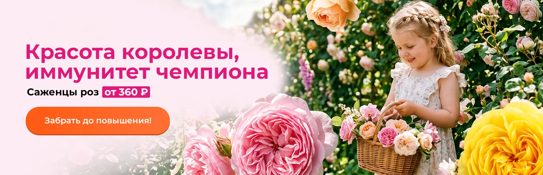 Красота королевы, иммунитет чемпиона! Саженцы роз от 360 рублей