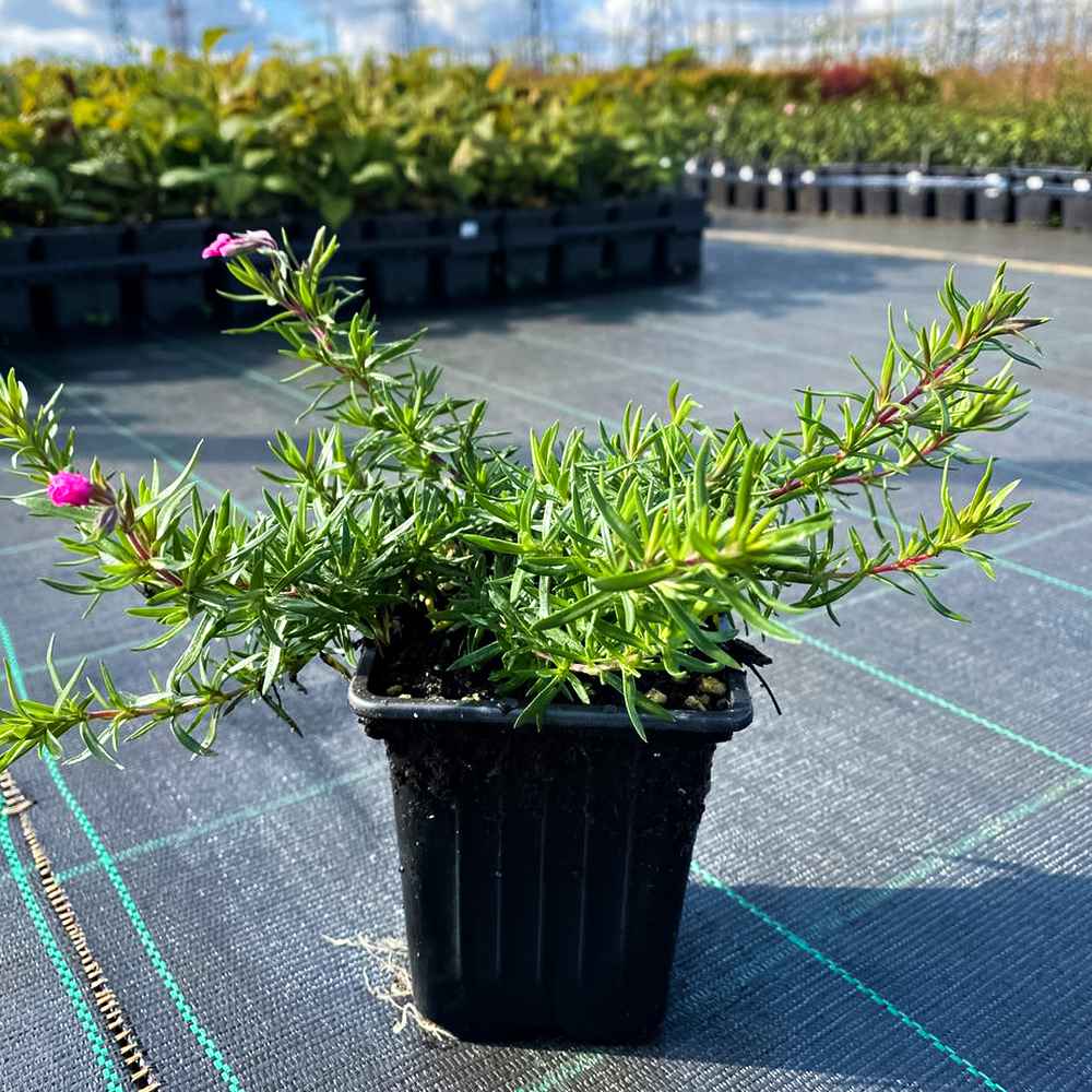 Флокс шиловидный Атропурпуреа