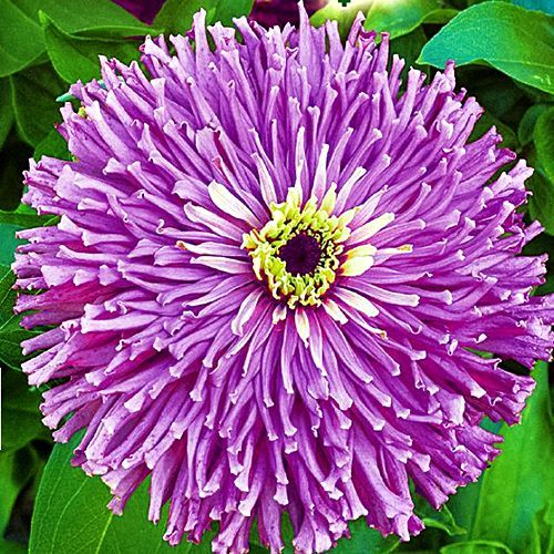 Цинния Лиловый император Семена Алтая