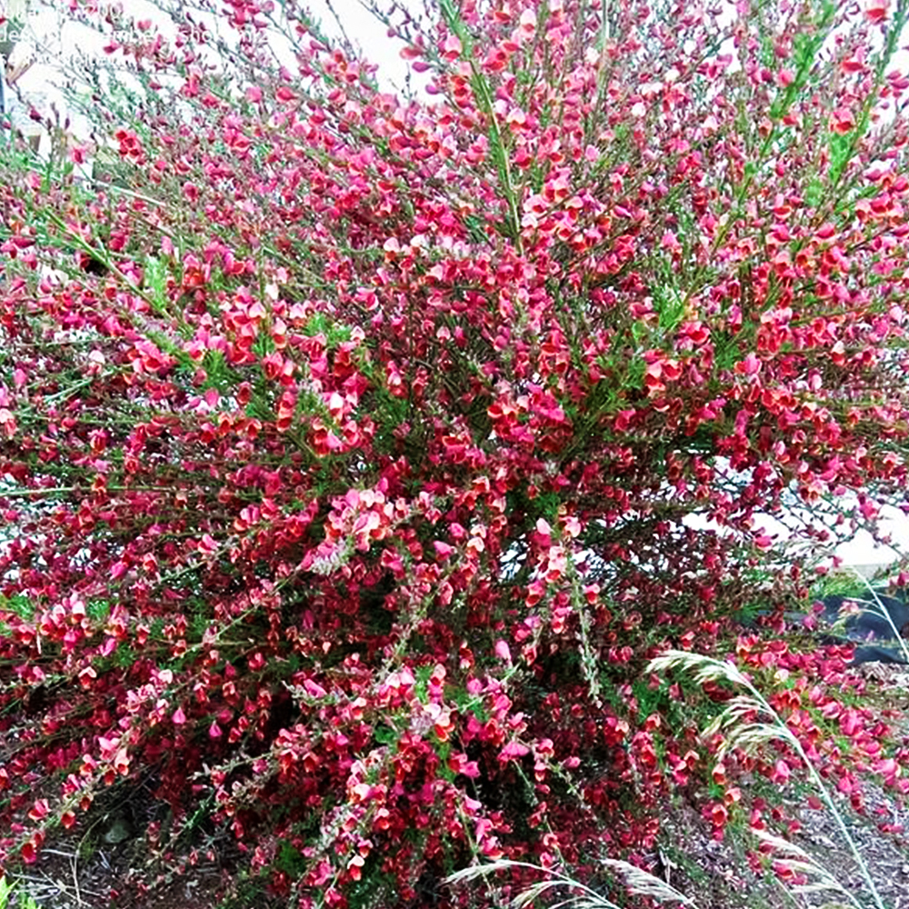 Ракитник ранний Моуклер Пинк