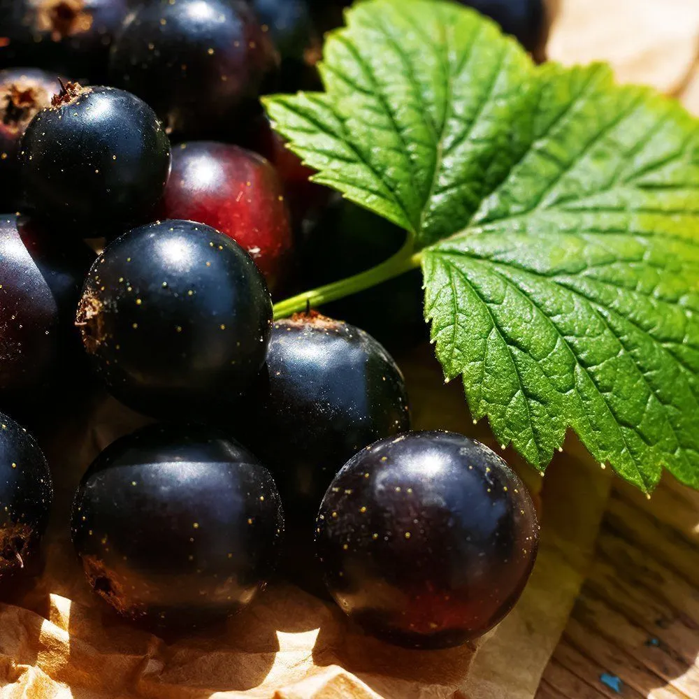 СмородиначернаяЯкутская