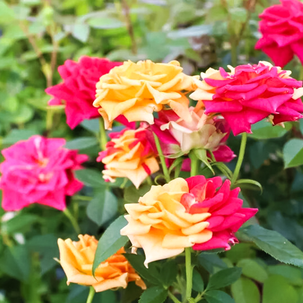 

Роза спрей с переменчивой окраской Чили Клементина