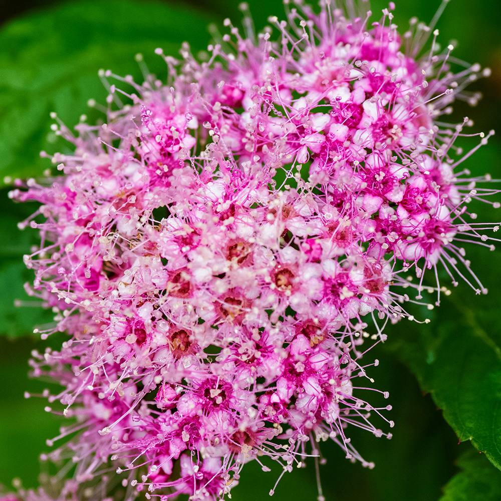 Спирея японская Литтл Принцесс