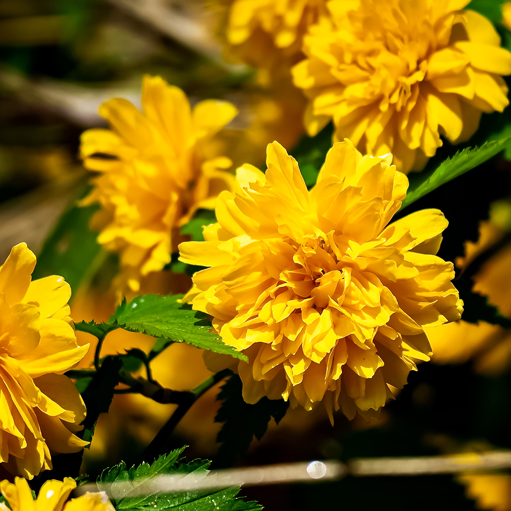 Керрия японская Пленум (Пленифлора)