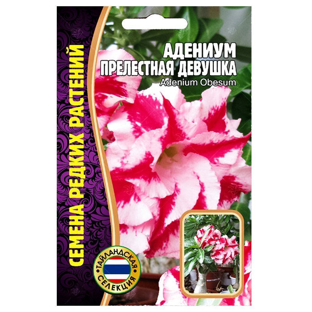 

Адениум Прелестная девушка Редкие семена