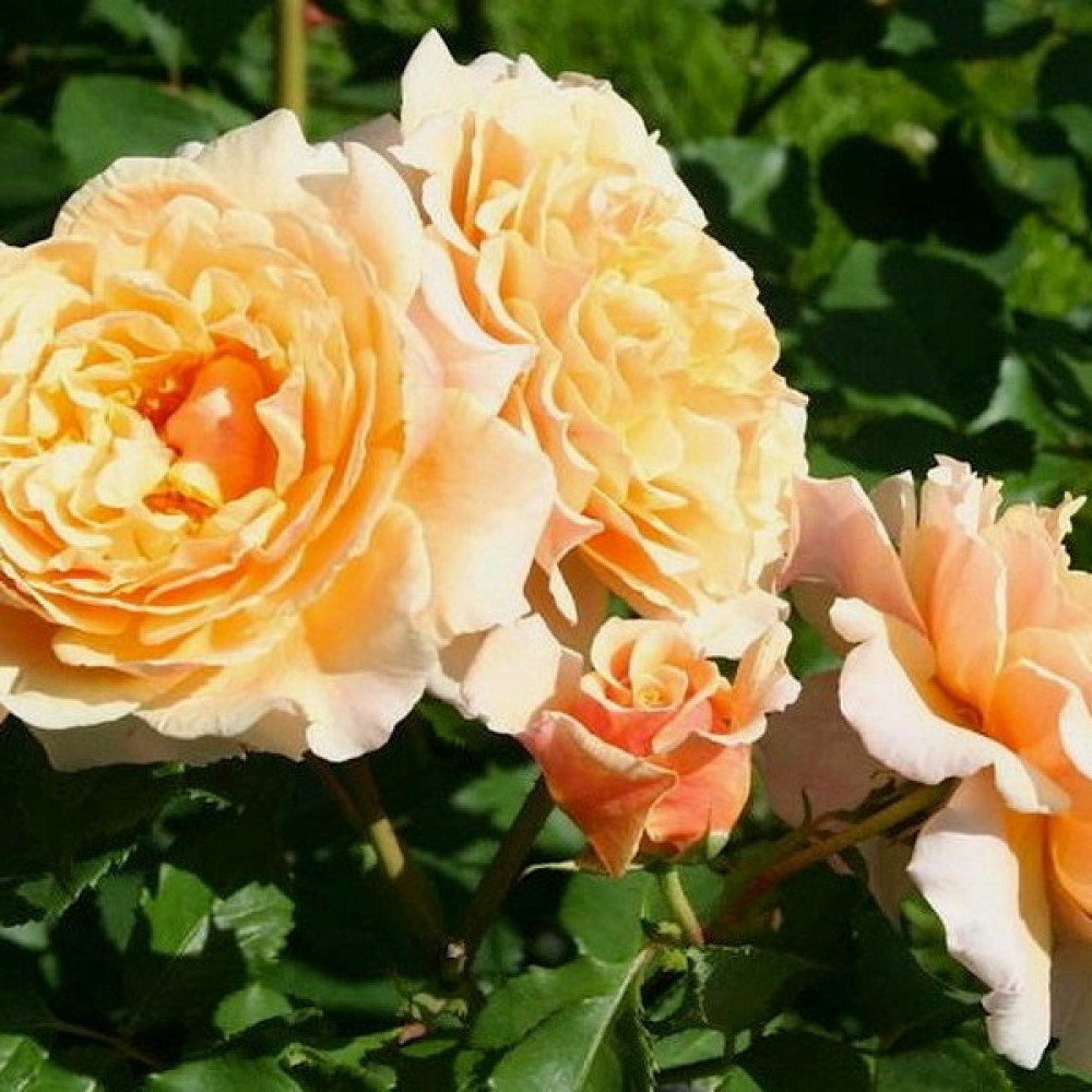 Роза шраб обильноцветущая Карамелла