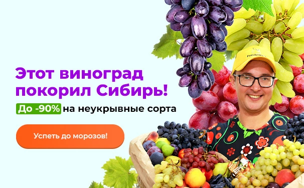 Этот виноград покорил Сибирь! До -90% на неукрывные сорта
