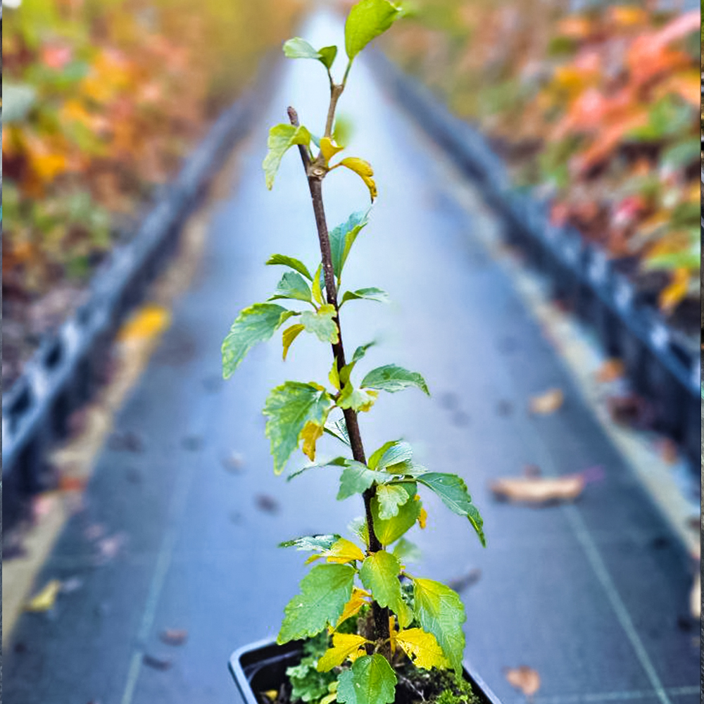 Гибискус сирийский Пинк Шифон