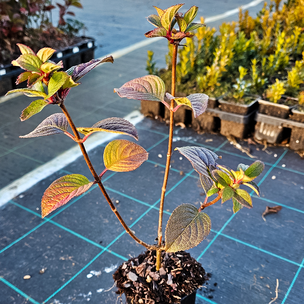 Гортензия метельчатая Самарская Лидия