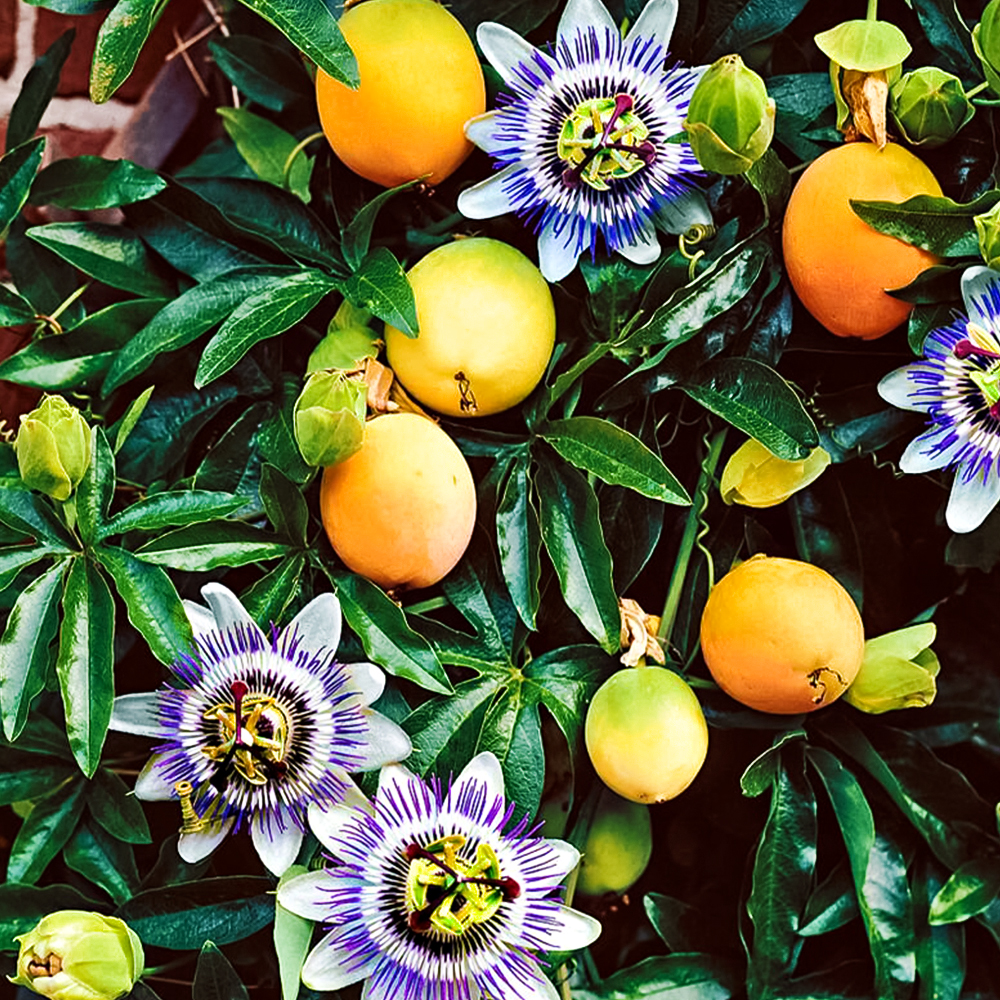 Маракуйя (пассифлора инкарната) Северная