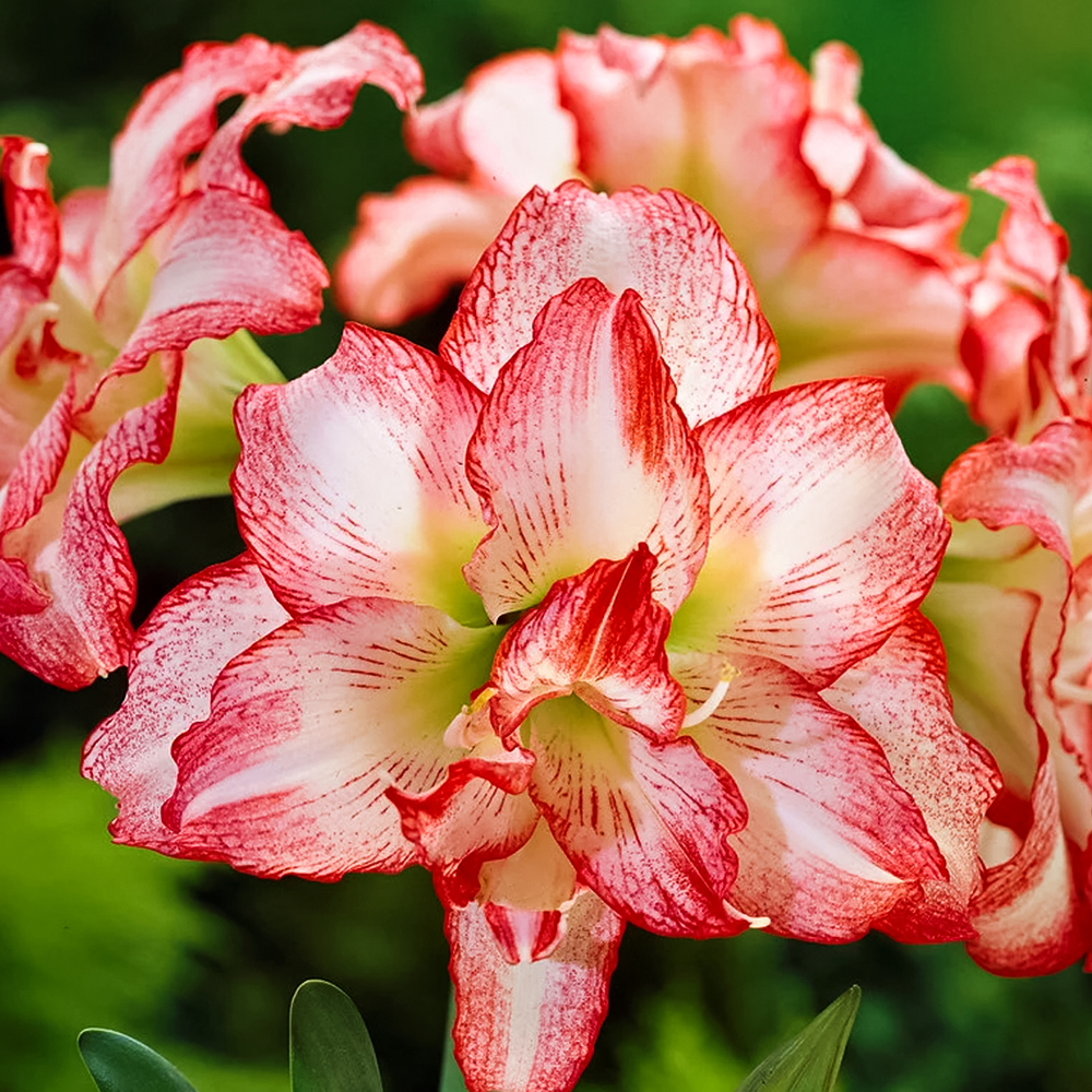 

Амариллис (гиппеаструм) Дабл Рекорд