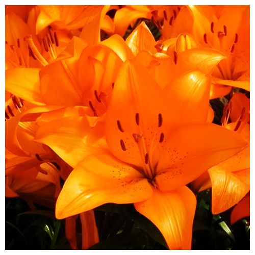 Лилия ЛА-гибрид Коралло Бич