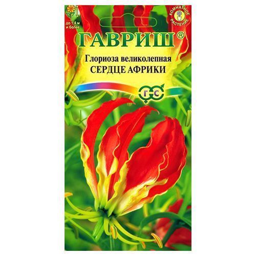 

Глориоза великолепная Сердце Африки Гавриш