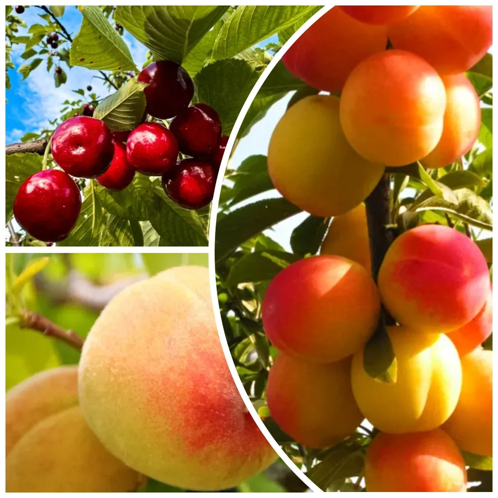 Сверхвыгода!Комплектурожайныхфруктовыхдеревьев"Ленивыйдачник"из3сортов