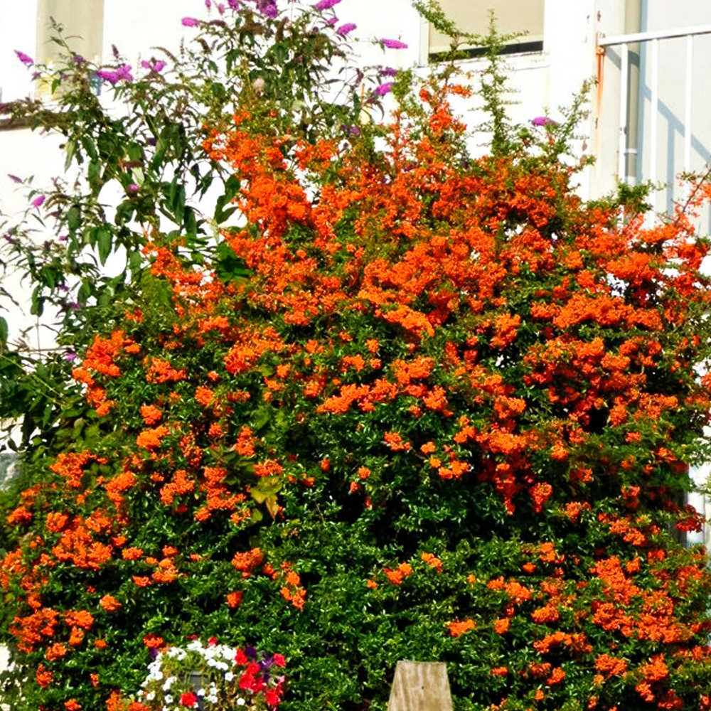 

Пираканта неприхотливая Оранж Чармер