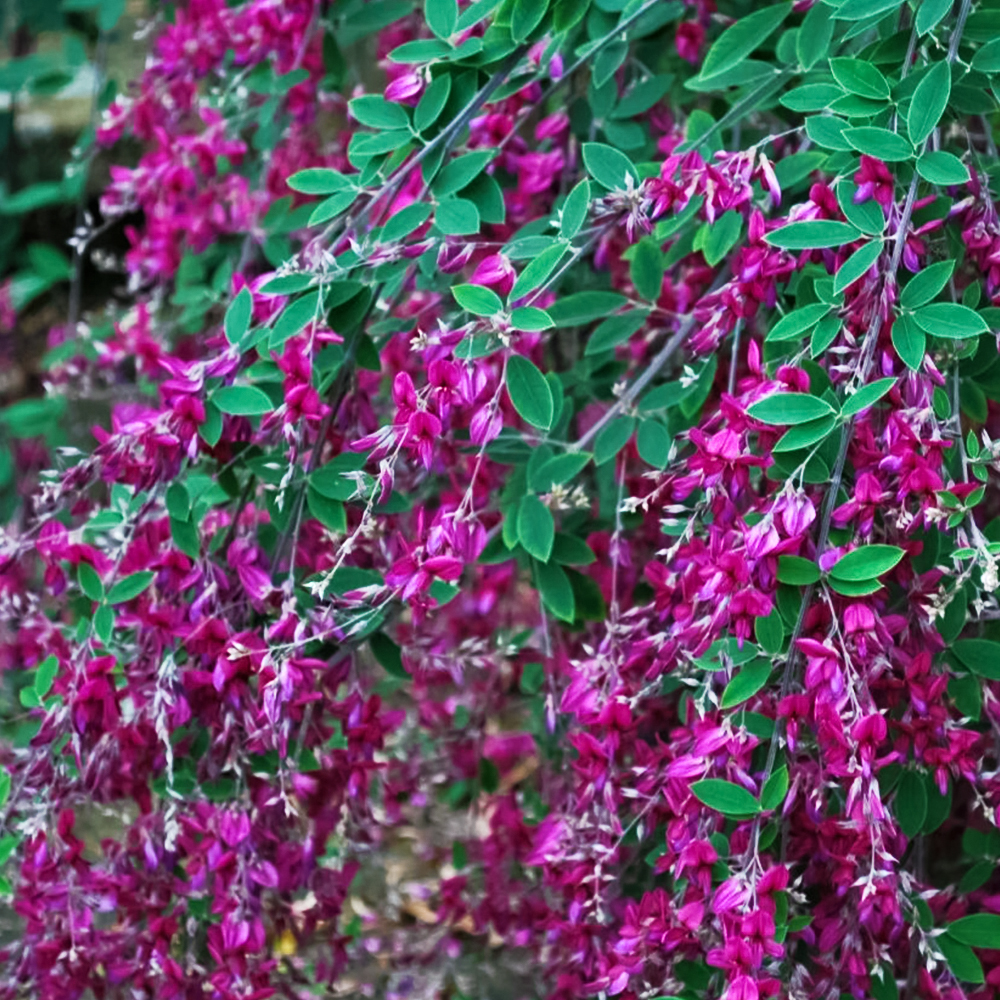 Леспедеца двуцветная ультраморозостойкая