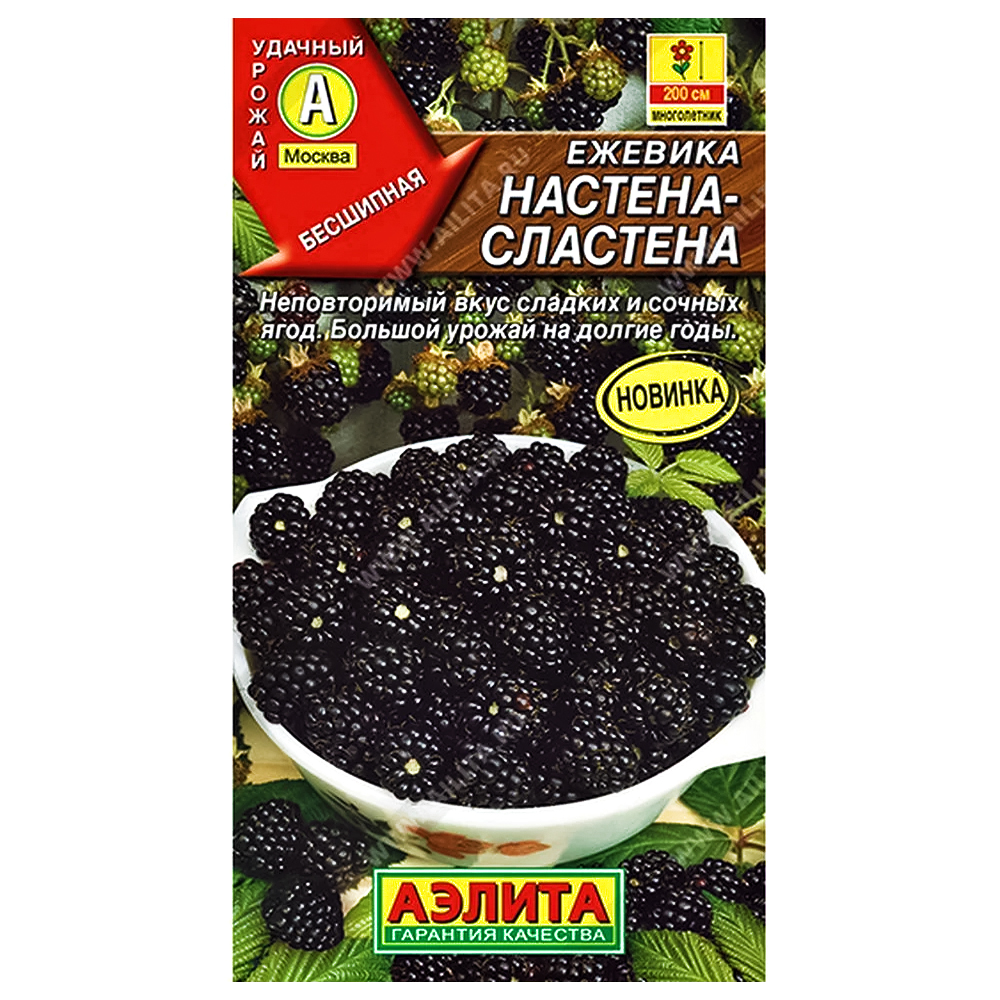 Ежевика Настена-сластена Аэлита