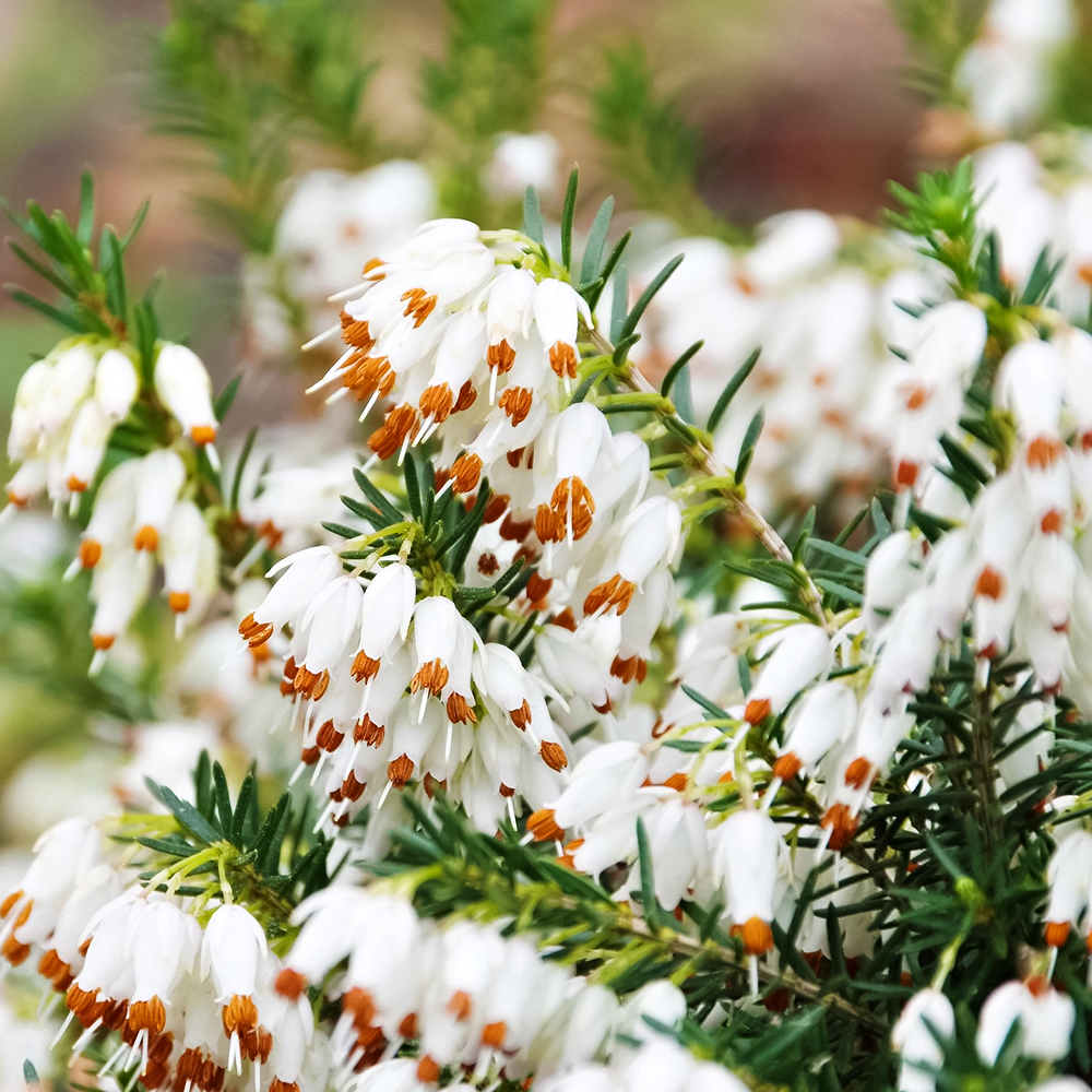 Эрика Вайт Глоу