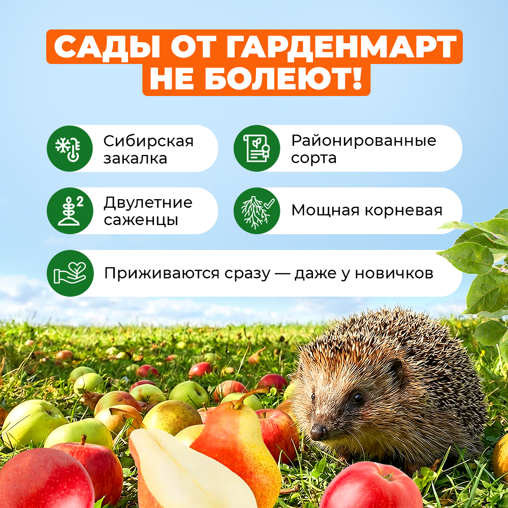 Мелисса лекарственная Жемчужина Аэлита