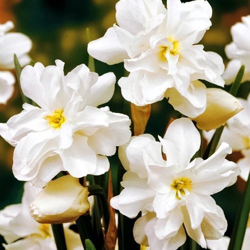 Нарцисс махровый Альбус Пленус Одоратус