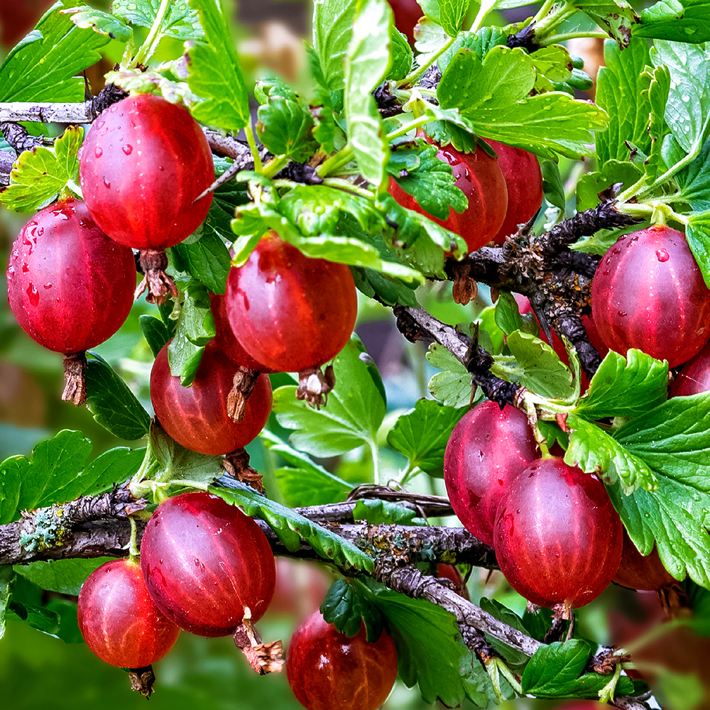 Крыжовник Челябинский слабошиповатый