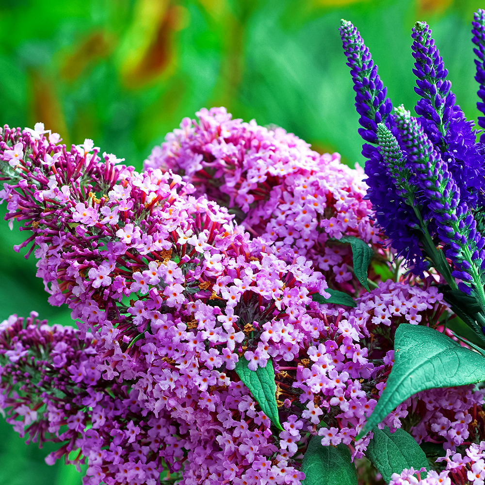 Буддлея Давида раннецветущая Пинк Пантер