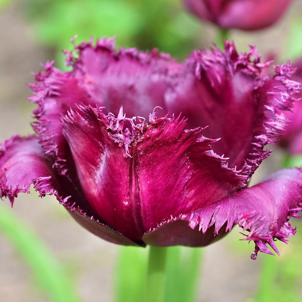 Тюльпан бахромчатый Блэк Джевел