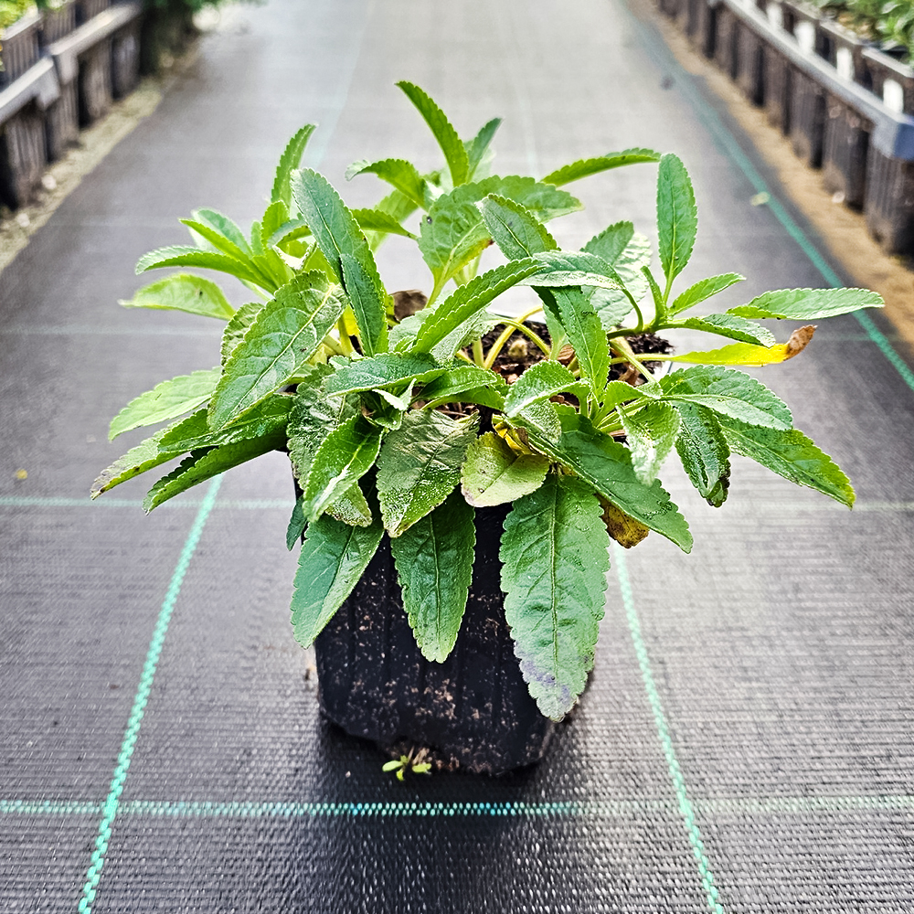 Вероника колосковая для дома и балкона Роза Цверг