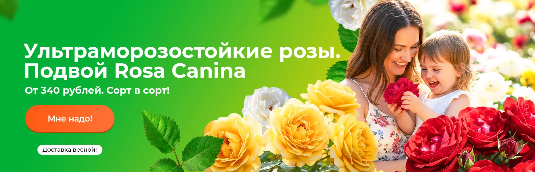 Ультраморозостойкие розы. Подвой Rosa Canina От 340 рублей. Сорт в сорт! Доставка весной