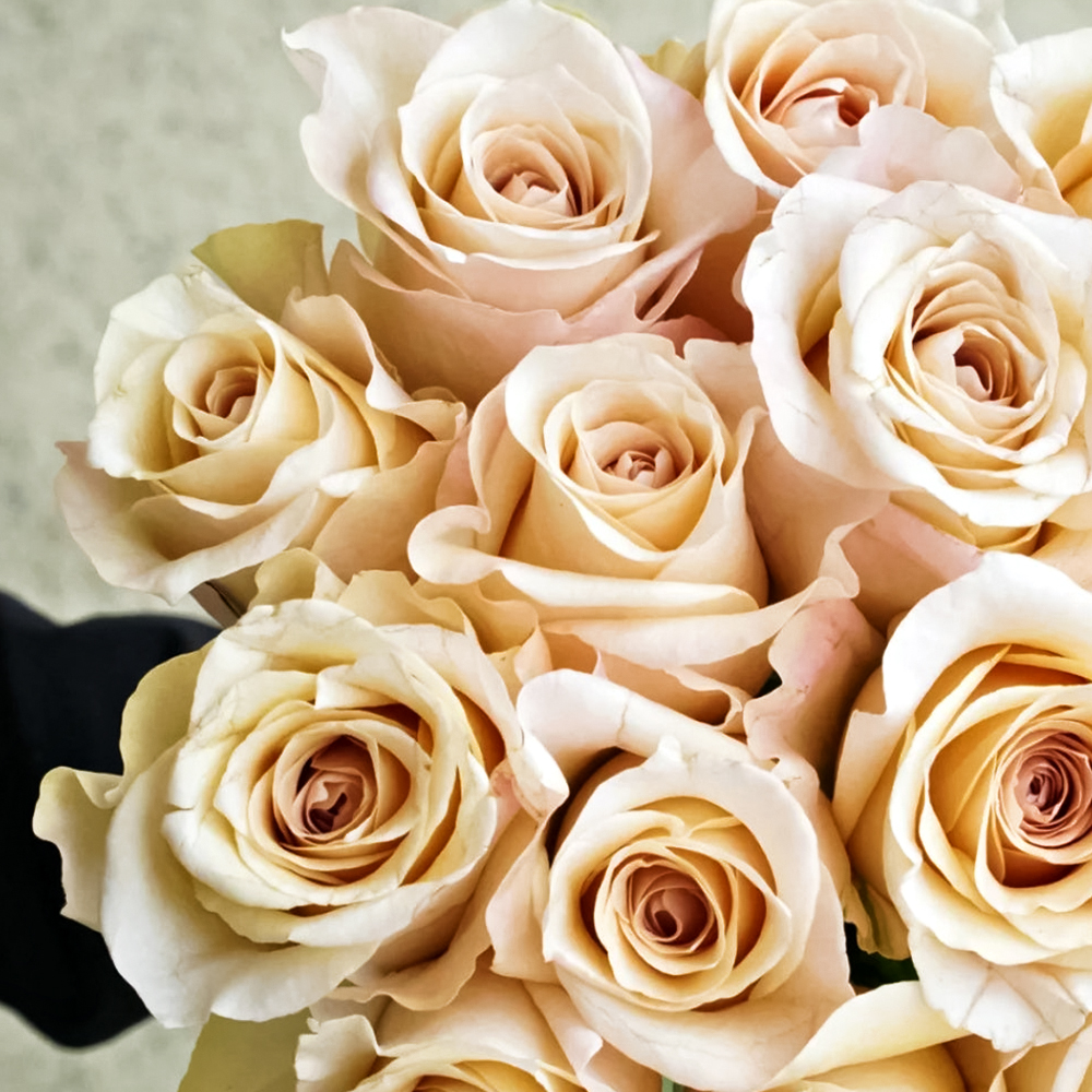 

Роза чайно-гибридная с изысканным ароматом Брут