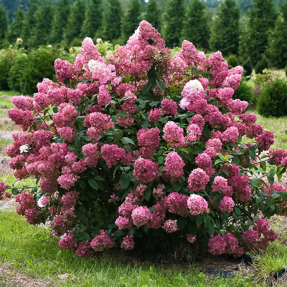 Гортензия метельчатая Даймонд Руж