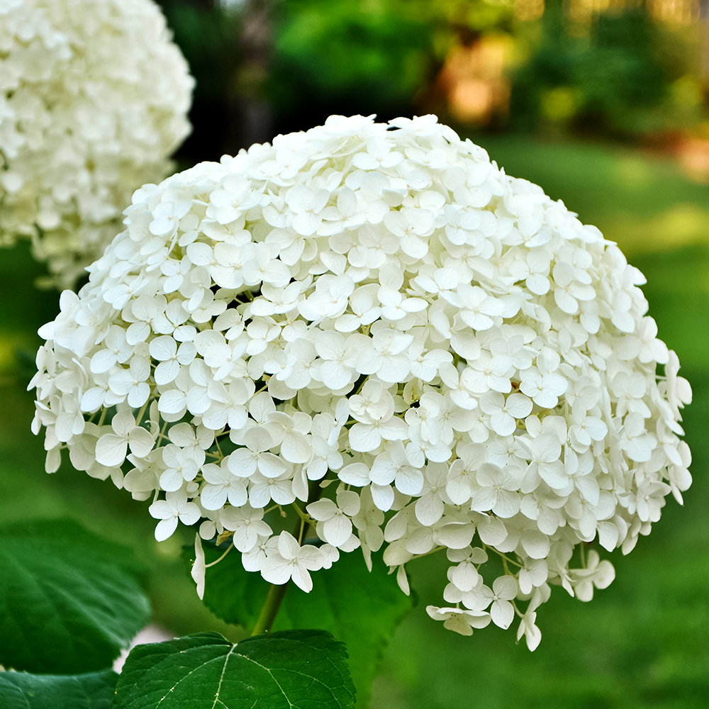 Гортензия древовидная Анабель