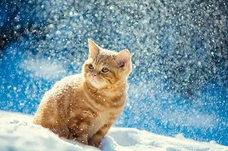 Календарь садовода и огородника на февраль 2020