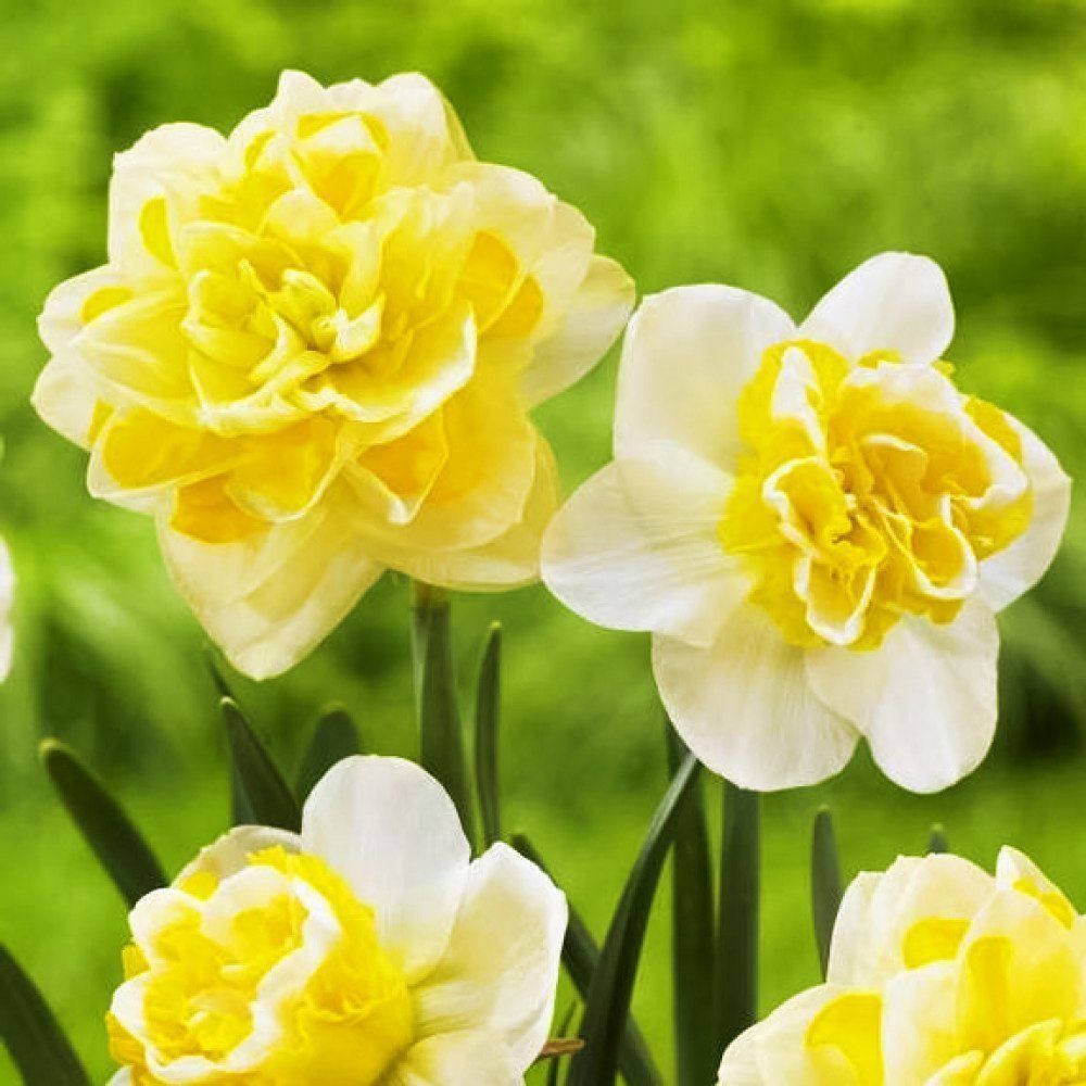 Нарцисс махровый Дабл Плежер