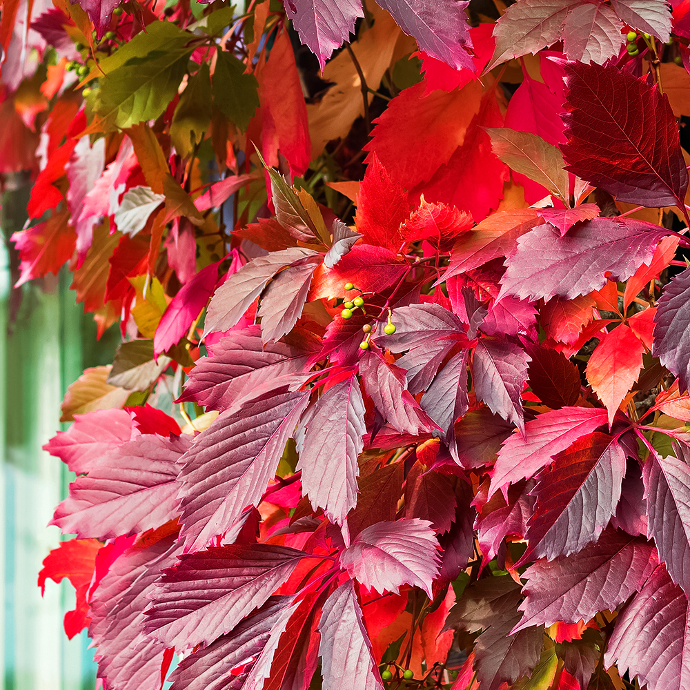 Виноград девичий пятилисточковый красный
