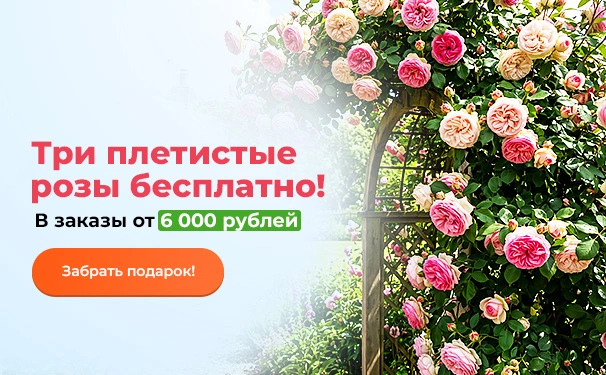 Три плетистые розы бесплатно! В заказы от 6000 рублей