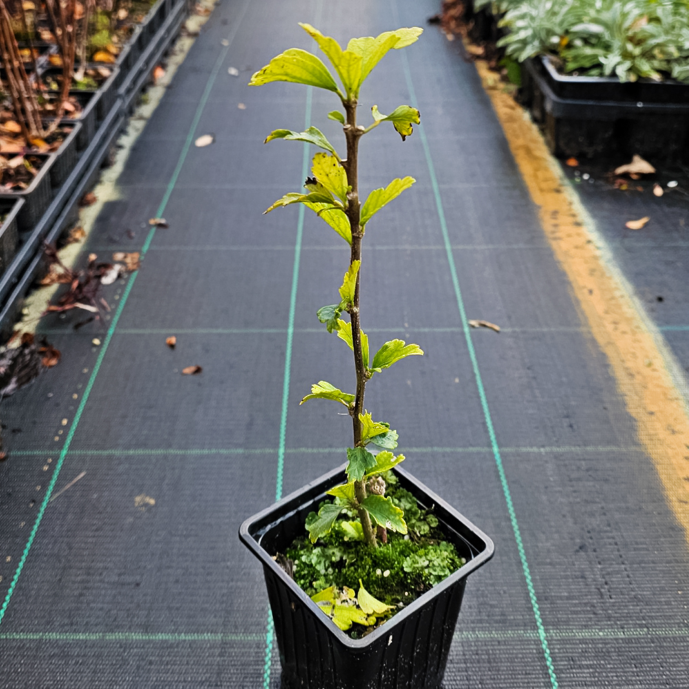 Гибискус сирийский Чайна Шифон