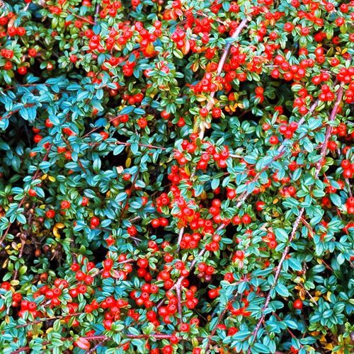 Кизильник гибридный Корал Бьюти