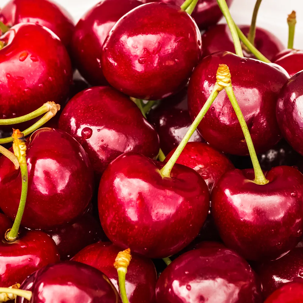 ЧерешнякарликоваядлясевераСтелла