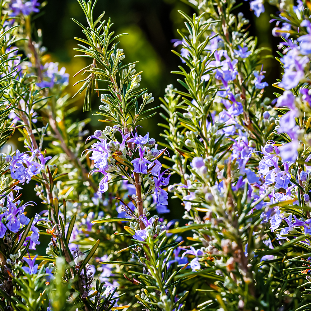 Розмарин лекарственный