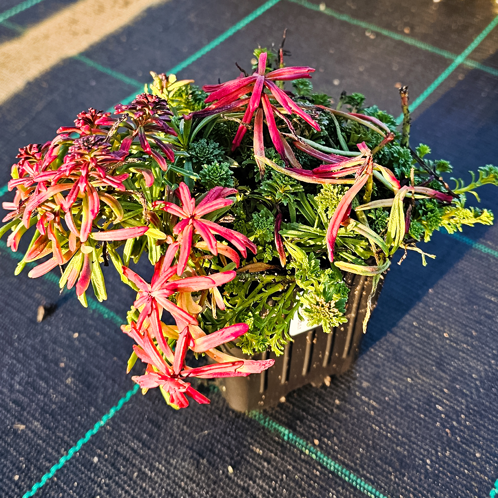 Очиток (седум) гибридный Мокачино Болл