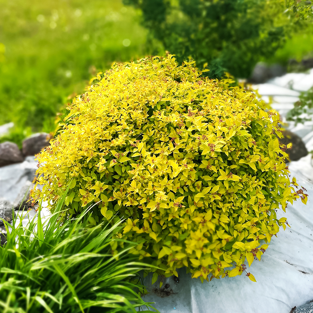 Спирея японская болезнеустойчивая Голден Принцесс